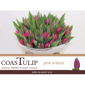 TU EN PINK ARDOUR