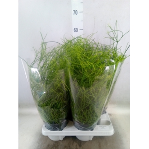 Rhipsalis baccifera 'Oasis'