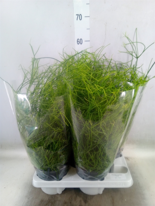 <h4>Rhipsalis baccifera 'Oasis'</h4>