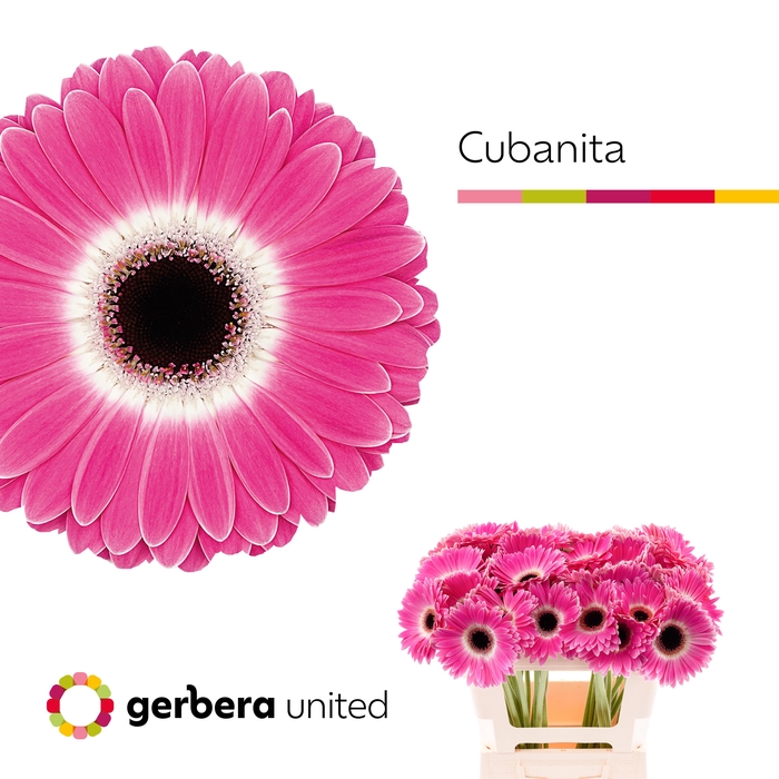 <h4>Gerbera Cubanita Water x40</h4>