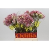 Blushing Bride Pink 6/9 Flowers