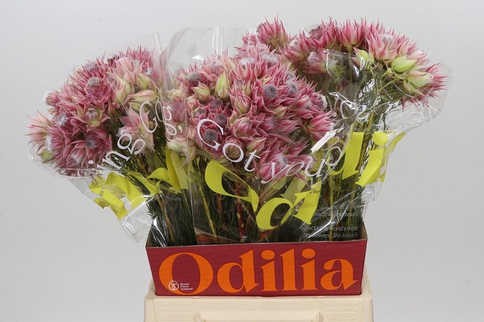 <h4>Blushing Bride Pink 6/9 Flowers</h4>