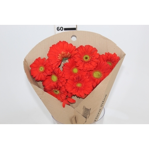 GERBERA TERRA POSITANO < 050 CM > 10 CM DIAM