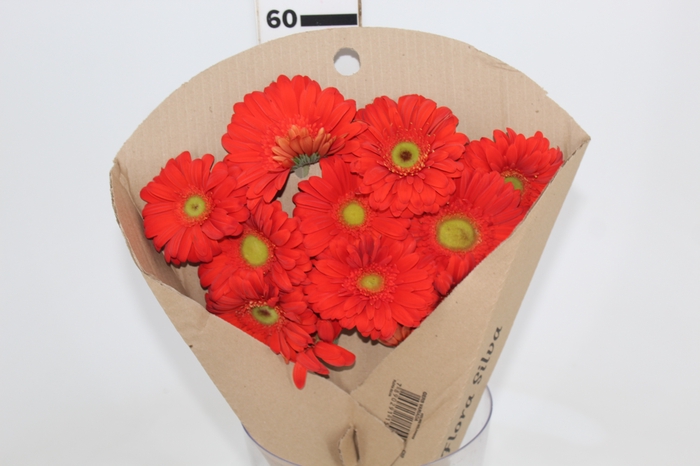 <h4>GERBERA TERRA POSITANO < 050 CM > 10 CM DIAM</h4>
