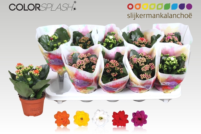 <h4>KAL GE GEM 5 KL</h4>