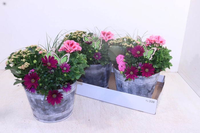 <h4>ARR TUINPLANTEN</h4>