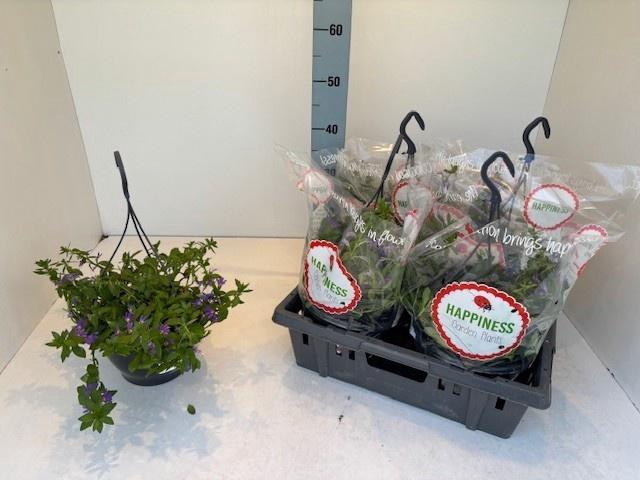 <h4>PERKPL MIXK</h4>