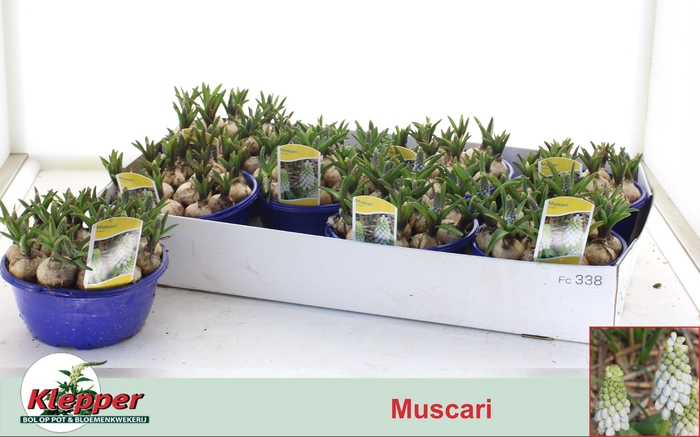 <h4>MUSCAR ESTHER</h4>