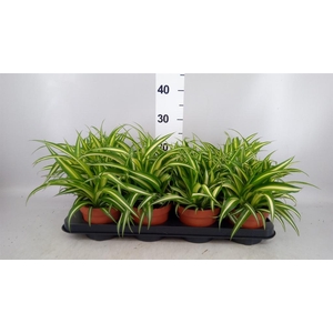 Chlorophytum com. 'Variegatum'