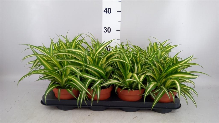 <h4>Chlorophytum com. 'Variegatum'</h4>