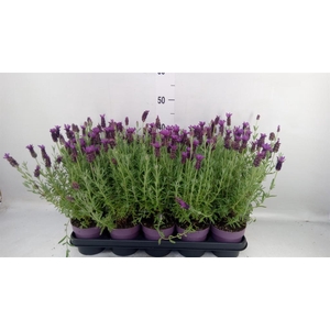 Lavandula stoec. 'Anouk'
