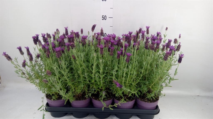 <h4>Lavandula stoec. 'Anouk'</h4>