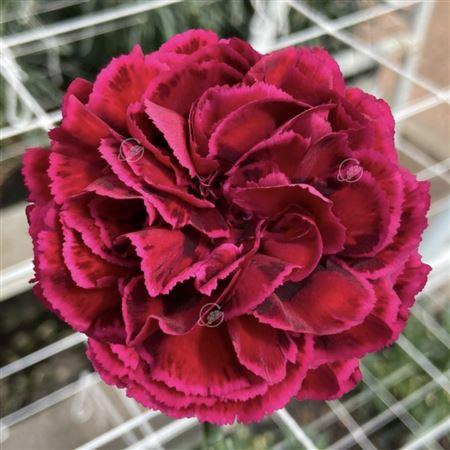 <h4>Di St Nobbio Velluto</h4>