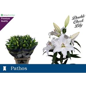 LI OR PATHOS 5BL