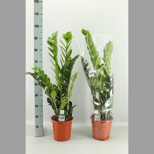 ZAMIO ZAMIIFOLIA