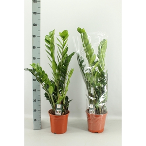 ZAMIO ZAMIIFOLIA