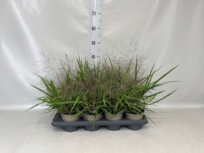 Eragrostis elliottii