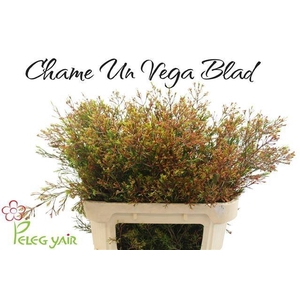 CHAME UN VEGA BLAD