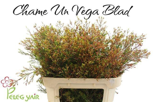 <h4>CHAME UN VEGA BLAD</h4>