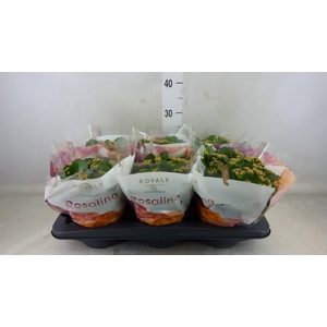 Kalanchoe blos. 'RosDon Nando'