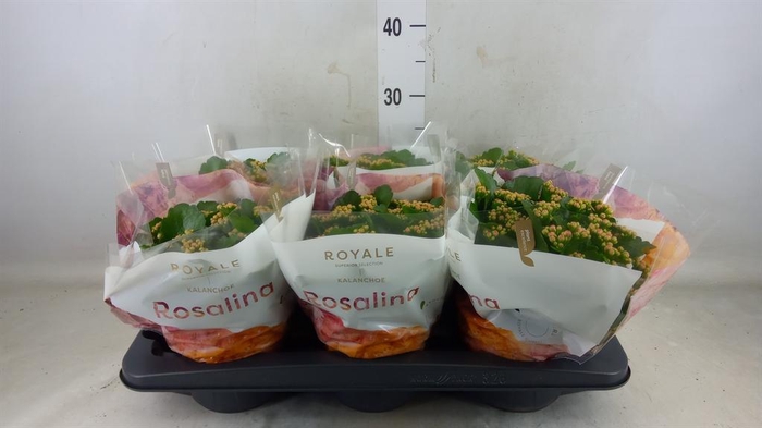 <h4>Kalanchoe blos. 'RosDon Nando'</h4>