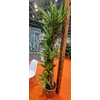 Dracaena overig