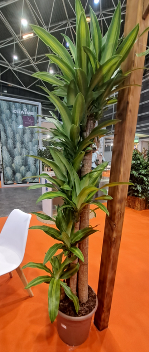 Dracaena overig