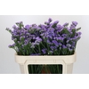 Limonium sinuatum Ana Blue