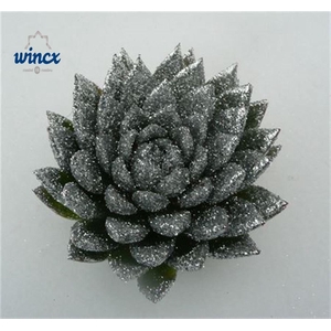 Echeveria Agavoides Glitter Silver Cutflower Wincx-8cm
