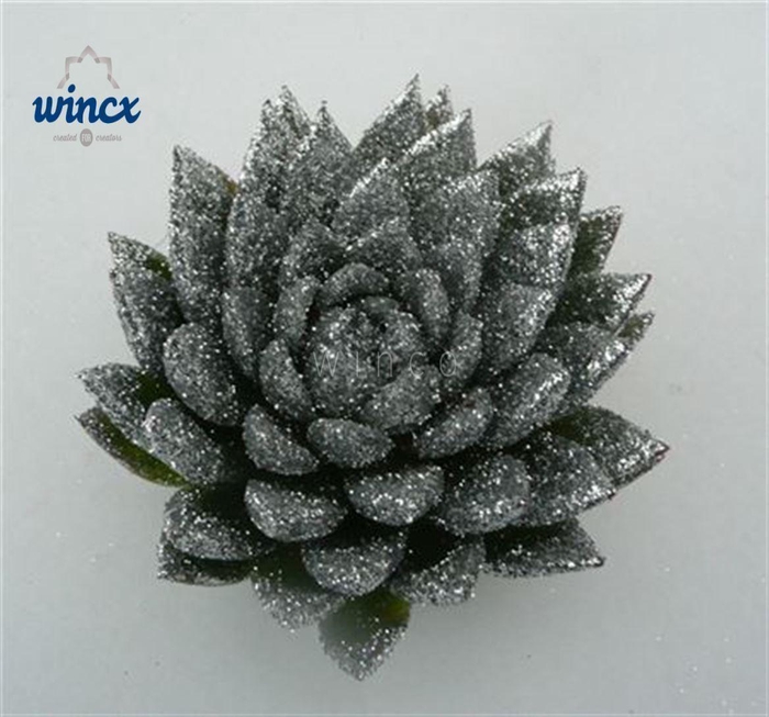 <h4>Echeveria Agavoides Glitter Silver Cutflower Wincx-10cm</h4>