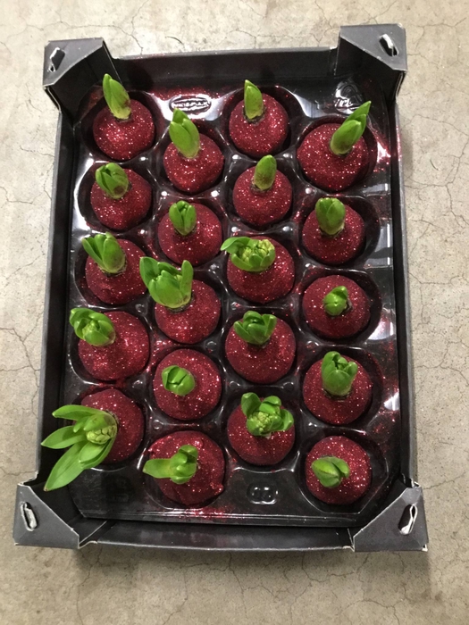 SIERFRUIT CUCUMIS GLITTER ROSE X16