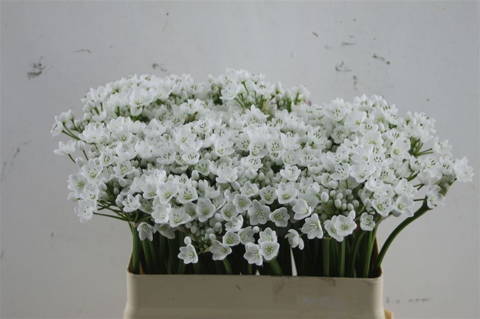 <h4>Allium Flocon 55cm</h4>