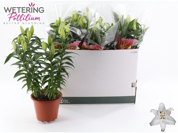 <h4>arr8 Lil Or Sun Bahamas</h4>