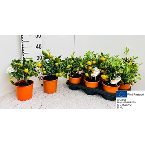 CITR MICROCARPA