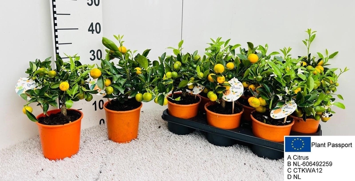 <h4>CITR MICROCARPA</h4>