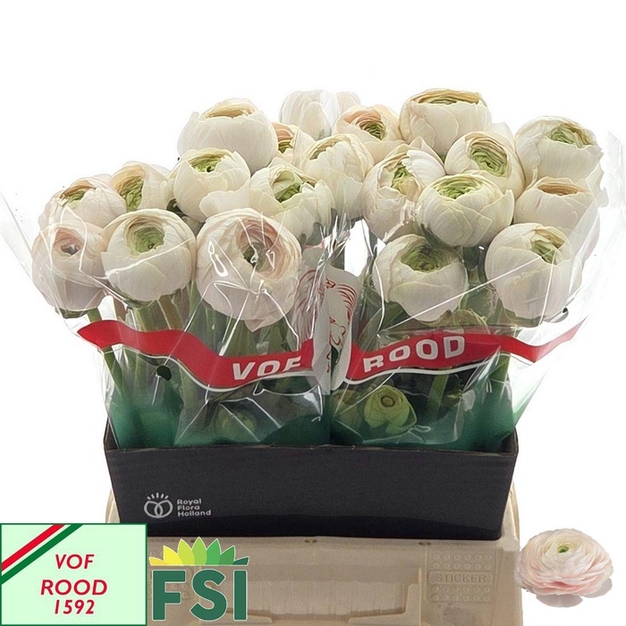 <h4>RAN SU HANOI</h4>