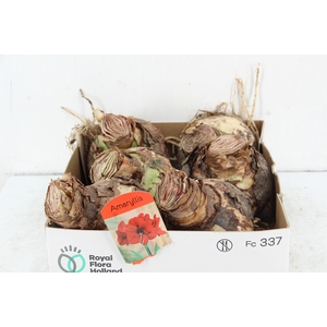 BOL HIPPEASTRUM RED 38-40CM