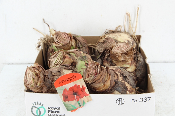 <h4>BOL HIPPEASTRUM RED 38-40CM</h4>