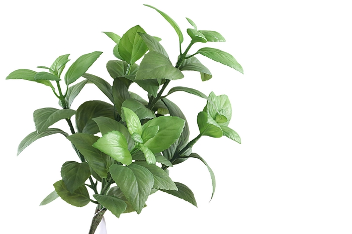 <h4>Basilicum Bush Green GR110039GRN</h4>