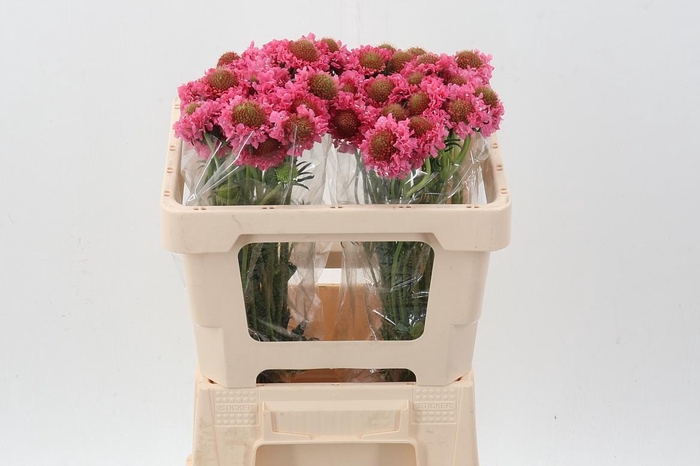 <h4>Scab Candy Scoop</h4>