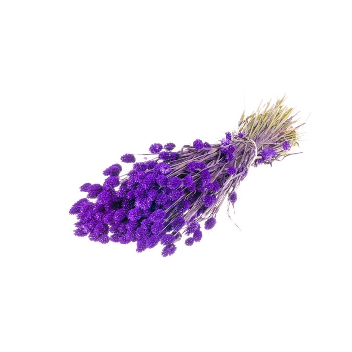 Phalaris purple