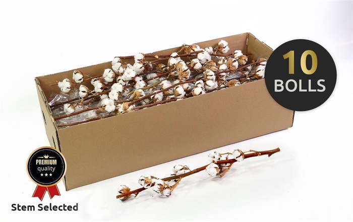 <h4>Dried Gossypium (katoen) 10 Bal</h4>