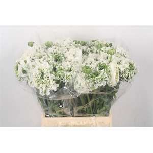 Ran Pon-pon Igloo White Ex