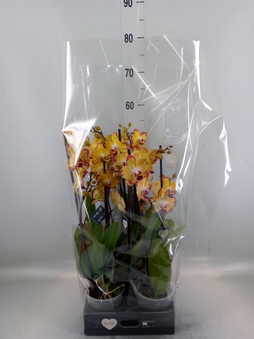 <h4>Phalaenopsis  'FC Papagayo'</h4>