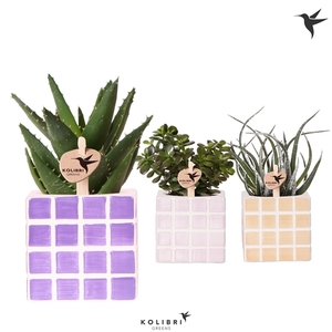 Kolibri Greens Succulenten mix in Mosa pot pink mix