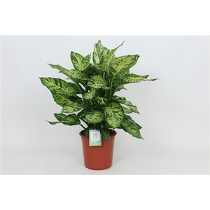 Purify Dieffenbachia Sublime 24 cm