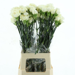 Di St Col Wedding Creme