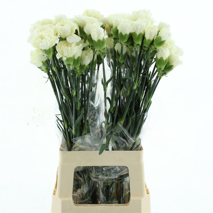 <h4>Di St Col Wedding Creme</h4>