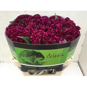CEL C CRISTI PURPLE
