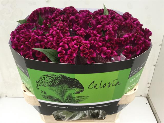 CEL C CRISTI PURPLE
